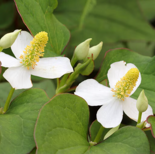 HEARTLEAF-DERIVED EXOSOMES